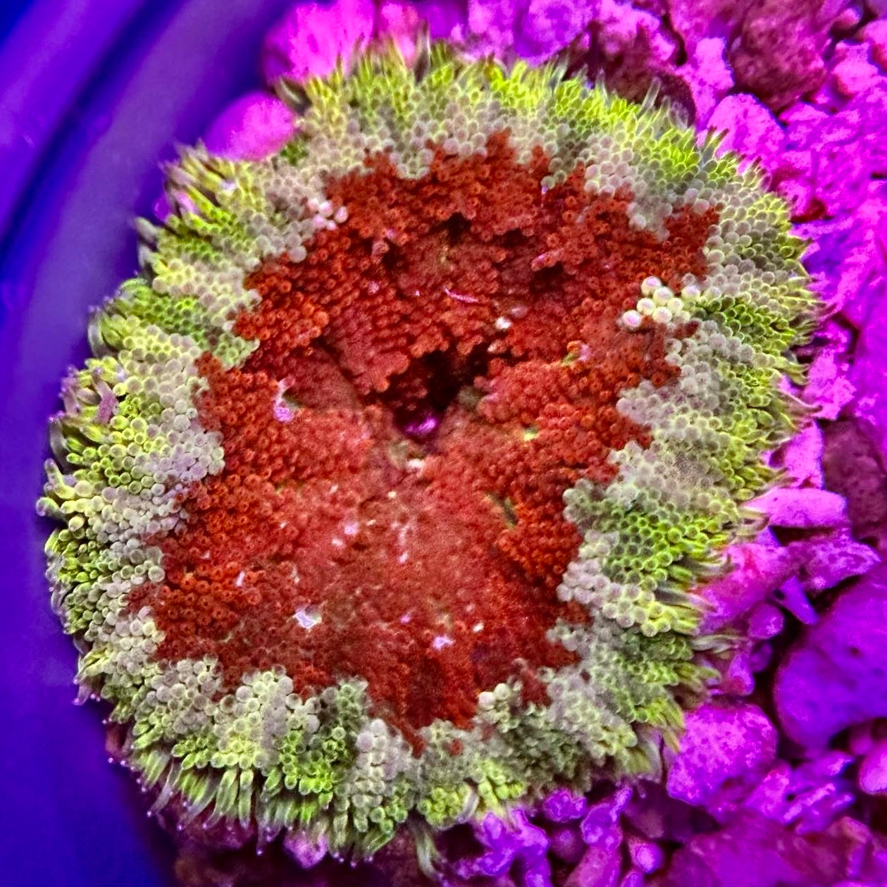 Maxi Fish Mini-Maxi Carpet Anemone – Barrier Reef Aquariums