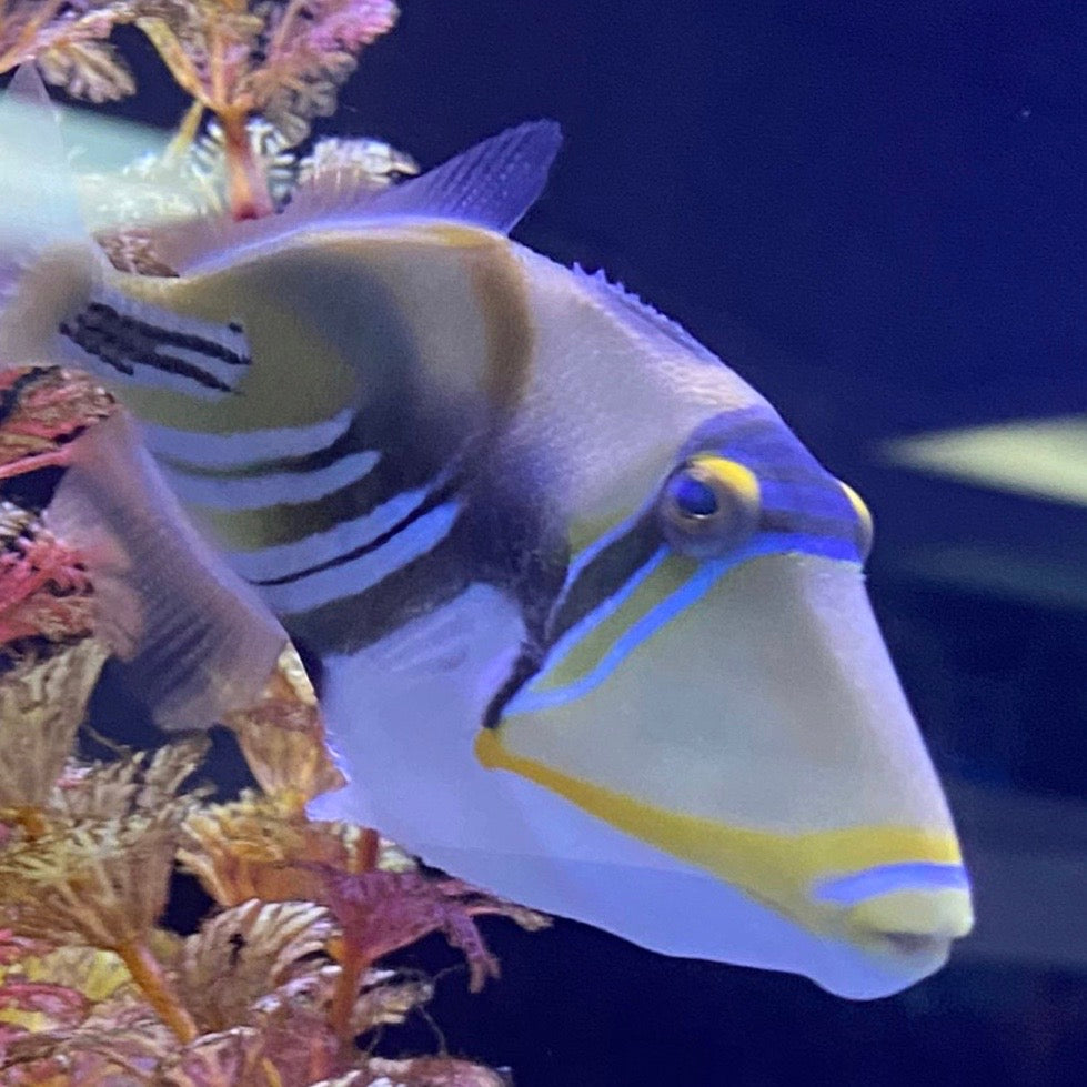 Humu Picasso Trigger Sm/Md – Barrier Reef Aquariums