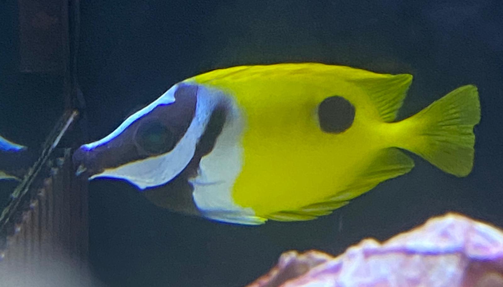 Lo Fish Foxface Lo β Barrier Reef Aquariums