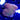 WYSIWYG - Electric Daisy Styloceniella
