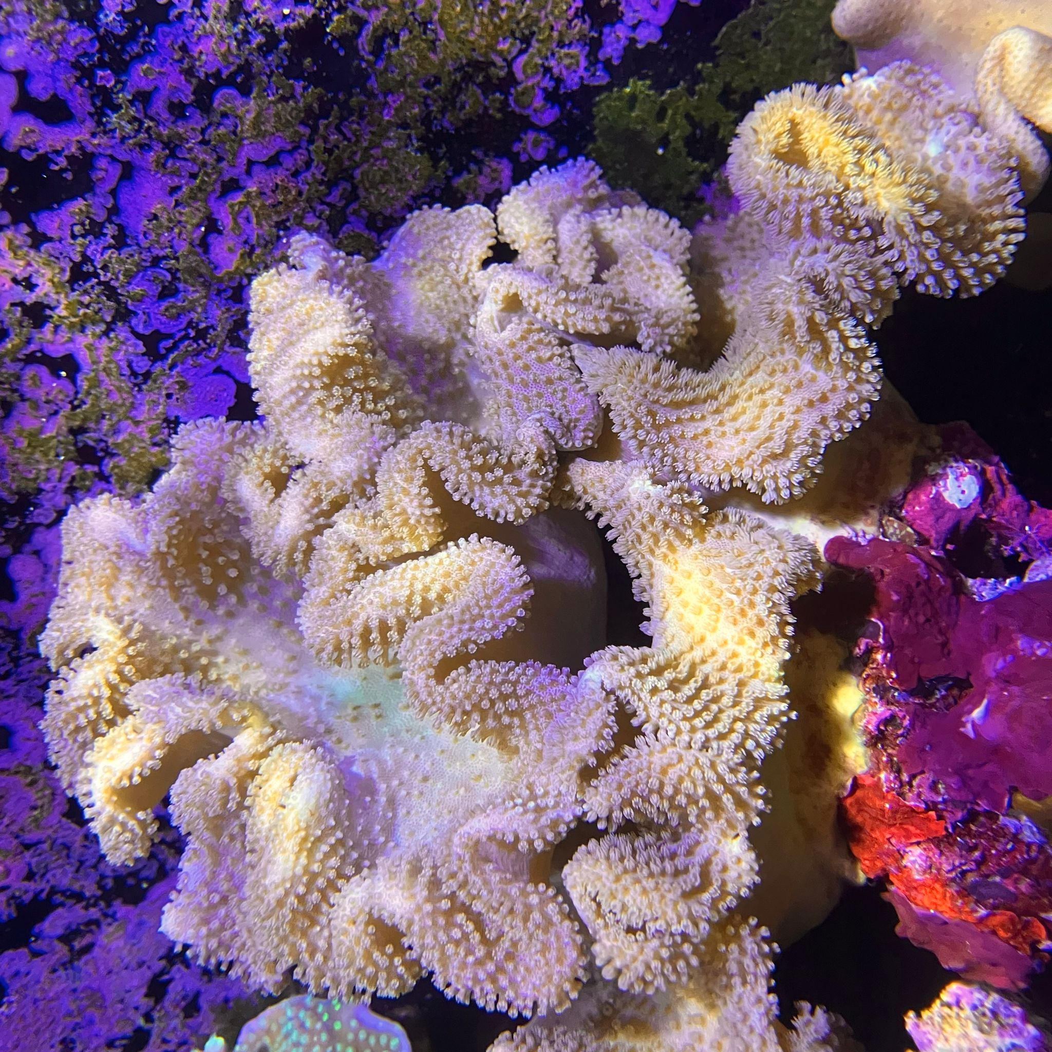 Toadstool Reef Yellow Toadstool Coral : Vidéos de Yellow Toadstool Coral – GJDJU