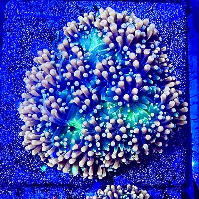 Barrier Reef Aquariums