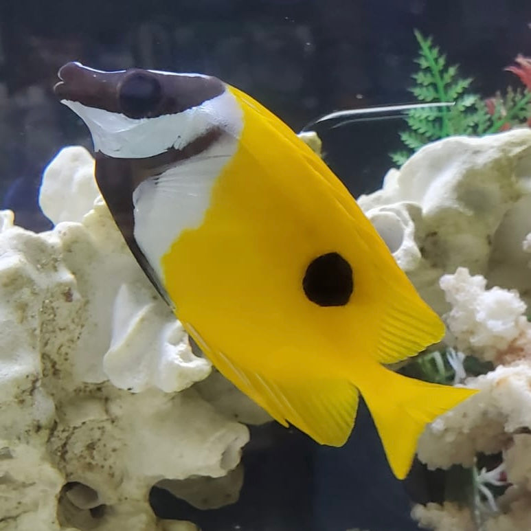 Lo Fish Foxface Lo β Barrier Reef Aquariums