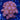 WYSIWYG - Magicians Zoa Colony