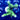 WYSIWYG - Green M. Digitata