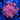 WYSIWYG - Taylor's Shorts Goniopora