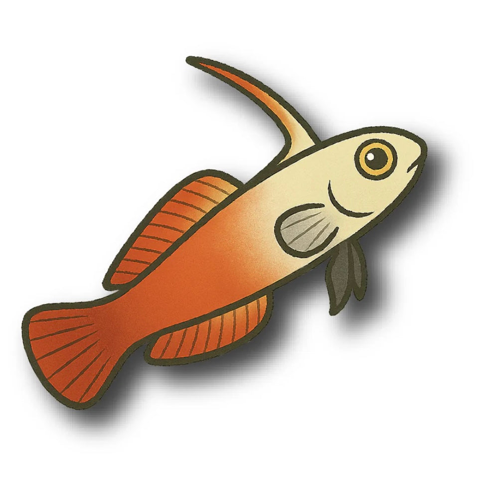 Red Firefish Sticker – Barrier Reef Aquariums