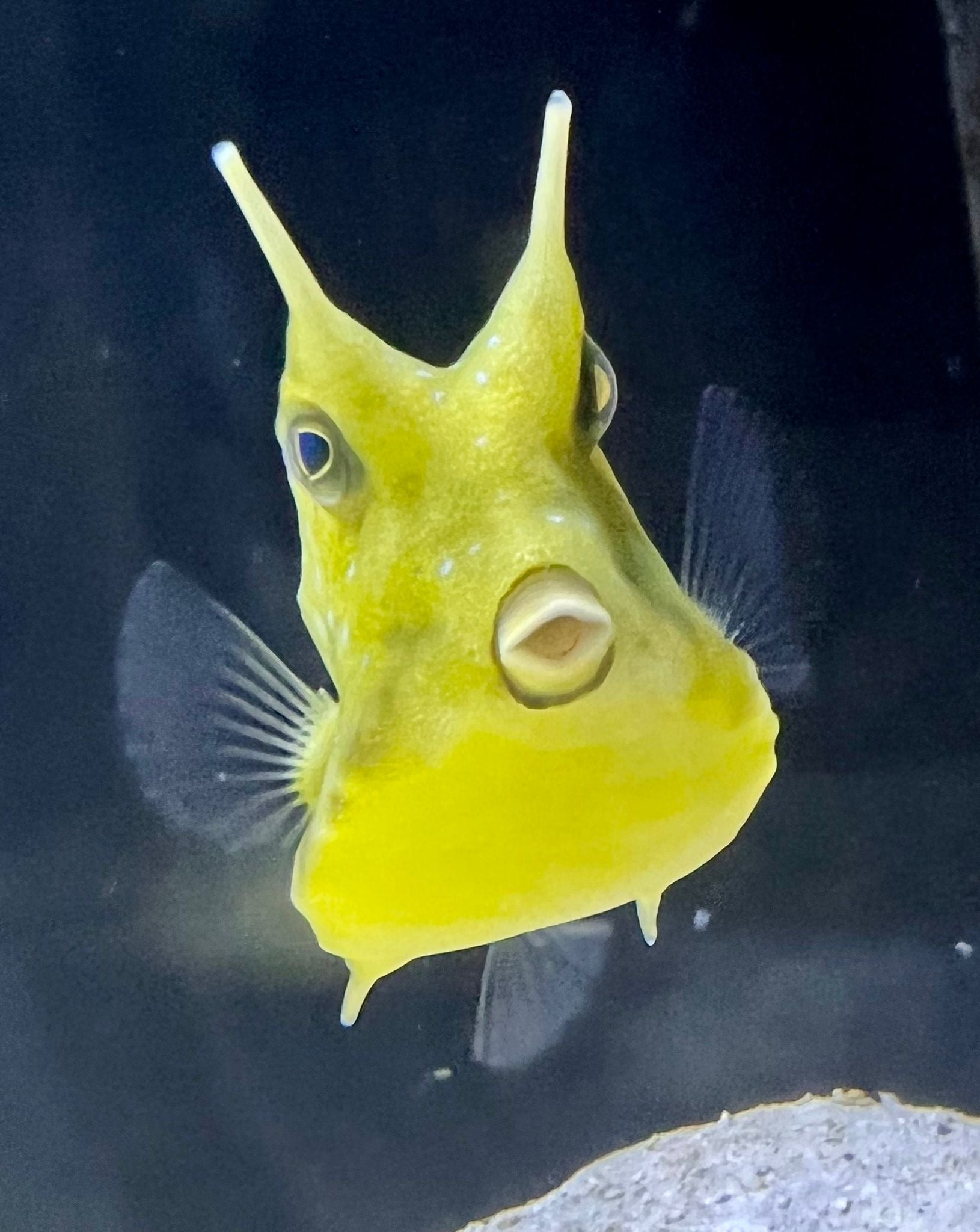 cow box fish Longhorn Cowfish for Sale Lactoria cornuta