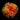 ECC Rainbow Fusion Short Polyp Goniopora