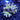 WYSIWYG - Purple Polyp Fuzzy Birdsnest #1