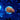 WYSIWYG - Orange Eye Leptastrea | Value Sized