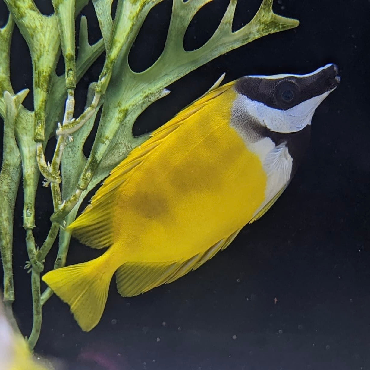 Lo Fish Foxface Lo β Barrier Reef Aquariums