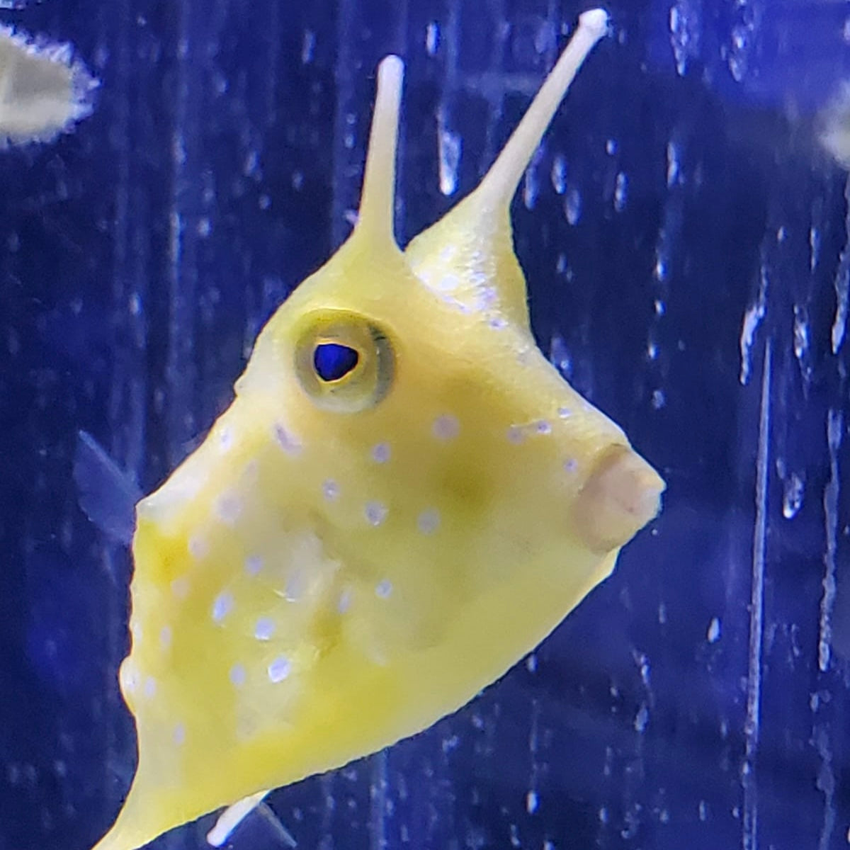 box cow fish Longhorn Cowfish – Barrier Reef Aquariums