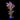 ORA Indiglow Acropora