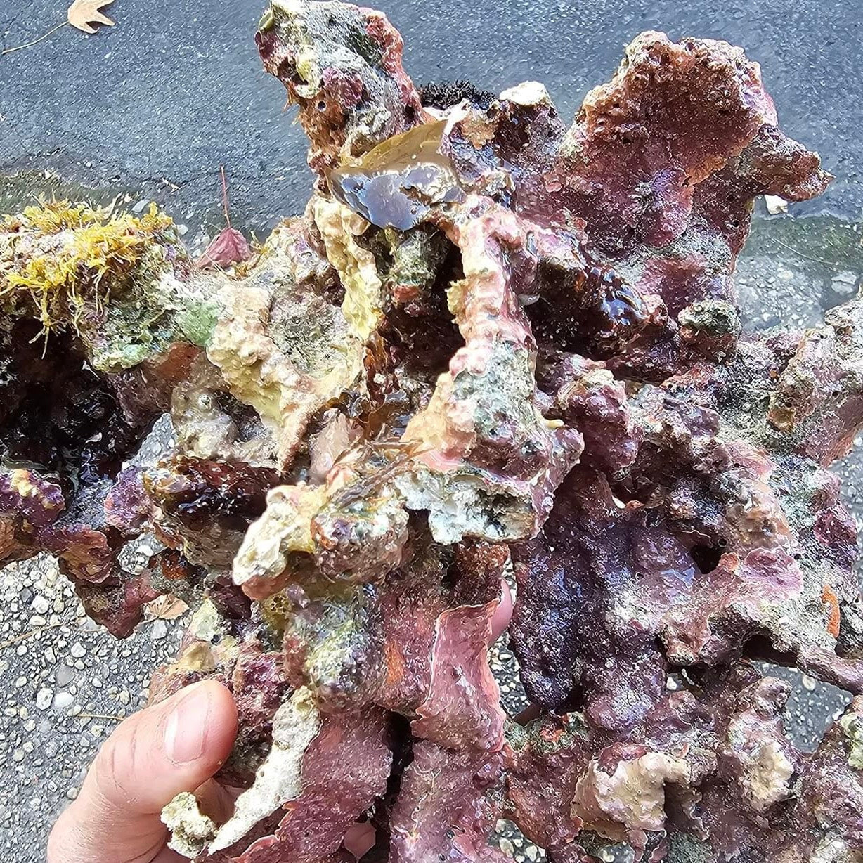 Barrier Reefs Rocks Australian Ultra Supreme Live Rock - 10lbs – Barrier Reef Aquariums