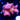WYSIWYG - ORA Pink Stylo #2