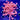 WYSIWYG - Lg. Pink Goniopora