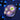 WYSIWYG - ECC Perennial Dance Zoa