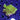 WYSIWYG - Green Spongodes