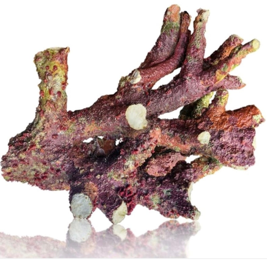 ARK UV Reef Rock GLOWS UNDER BLUE- PICK SIZE AND WEIGHT - Addictive ARK UV Reef Rock GLOWS UNDER BLUE- PICK SIZE AND WEIGHT - Addictive