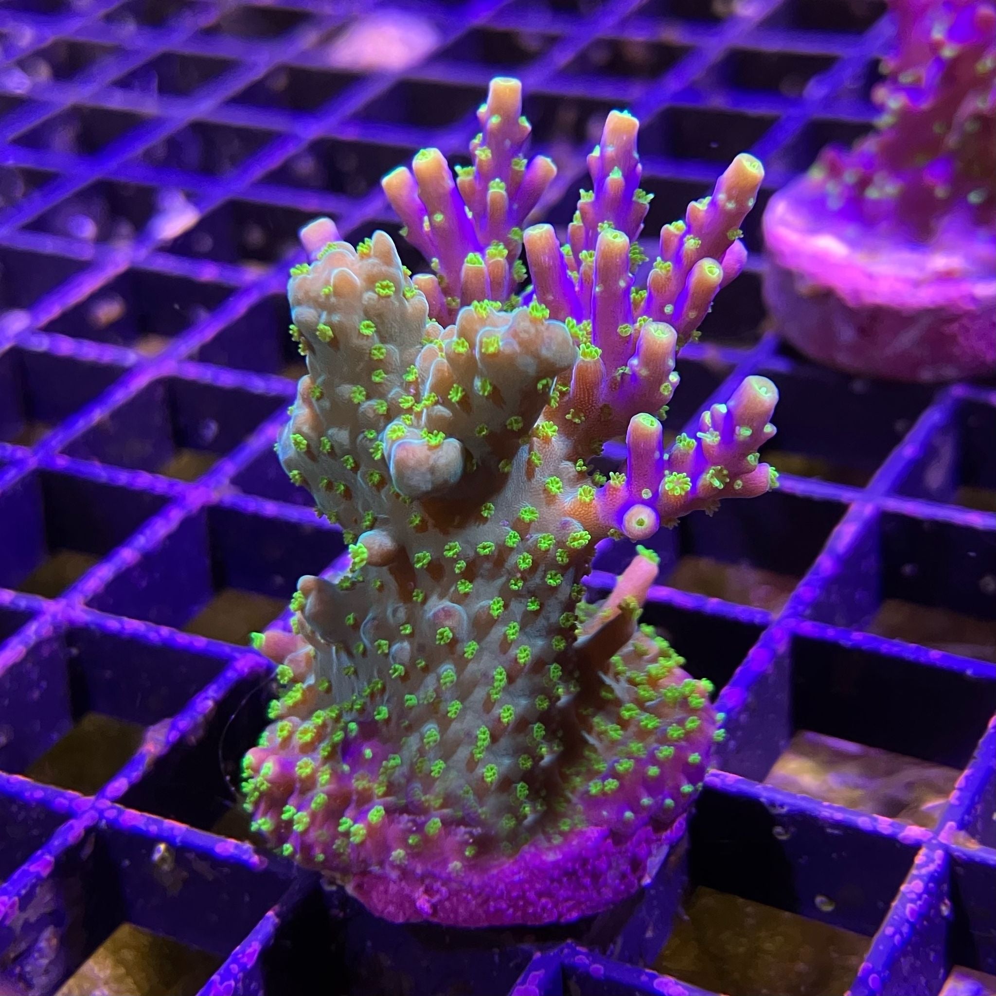Acro Fish Bonsai Acro – Barrier Reef Aquariums