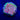 WYSIWYG - ECC Rainbow Splash Cyphastrea