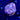 WYSIWYG - Red Ring Rhodactis #2