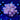 WYSIWYG - Purple Pocillopora