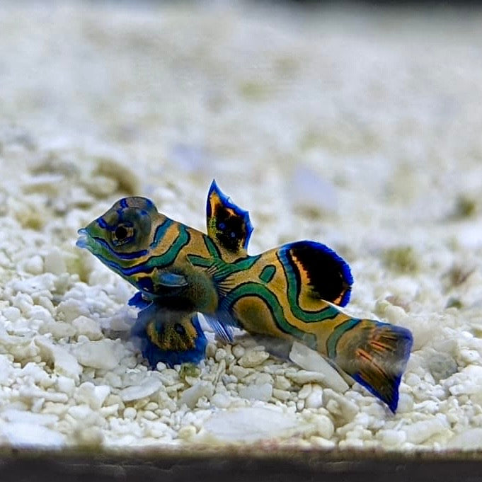 Blue Roo Mandarin Captive Bred Blue Mandarin (1/2” - 3/4”) – Barrier Reef Aquariums