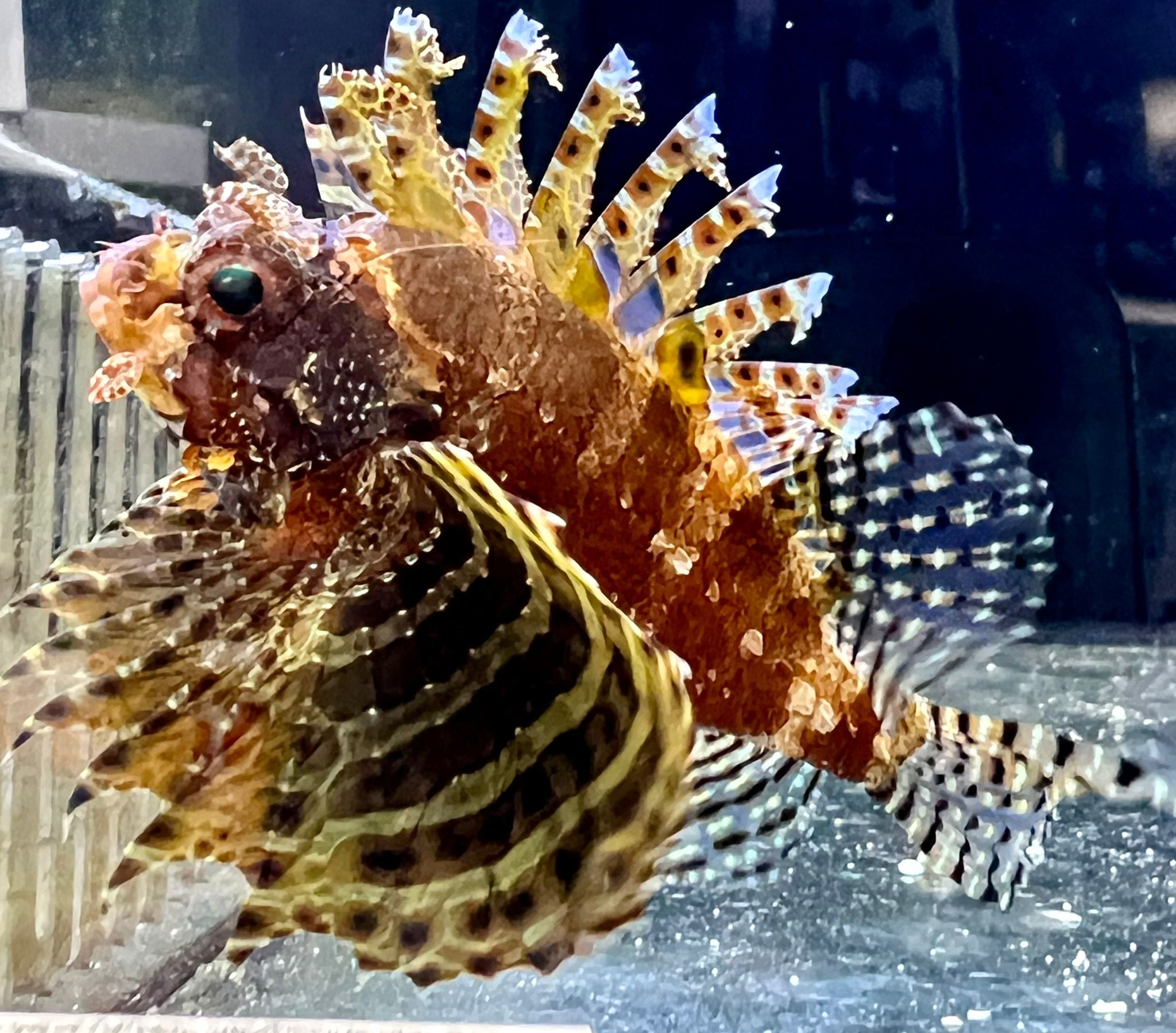 Fuzzy Dwarf Lionfish Venomous Barrier Reef Aquariums fuzzy-dwarf-lionfish-venomous-barrier-reef-aquariums