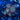 WYSIWYG - Peacock Palythoa