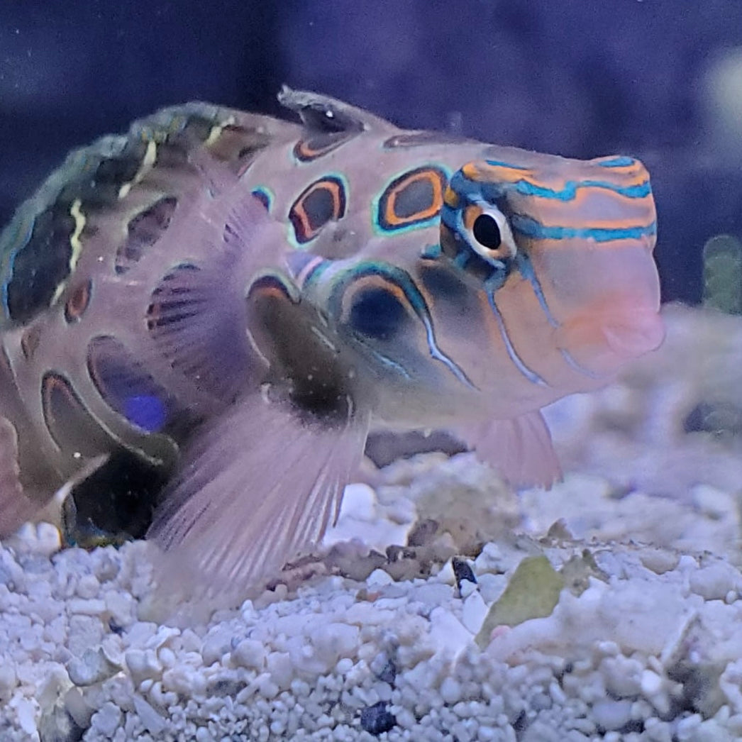 Blue Roo Mandarin Blue Spotted Mandarin Fish