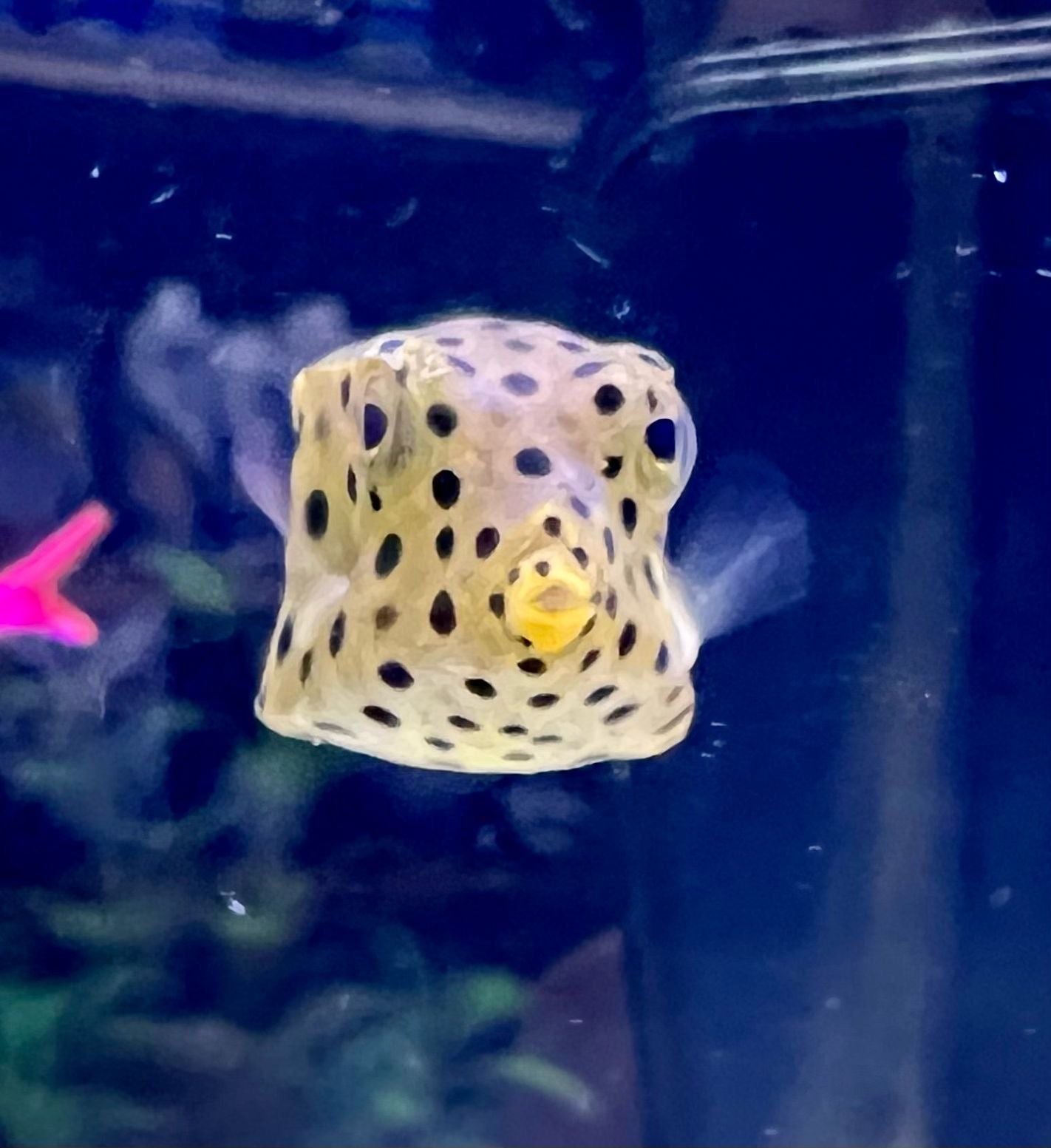 Cubicus Box Cubicus Boxfish Size