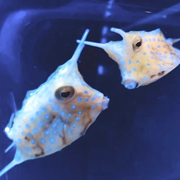 cow box fish Longhorn Cowfish – Barrier Reef Aquariums
