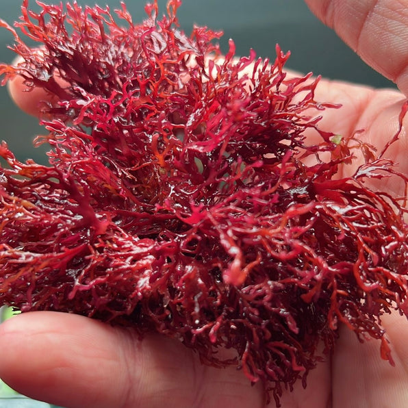 Macroalgae – Barrier Reef Aquariums