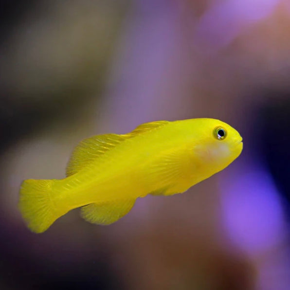 Gobies – Barrier Reef Aquariums
