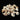 Babylonia Shell 1.75”-2”