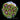 CC Starfighter Zoanthid