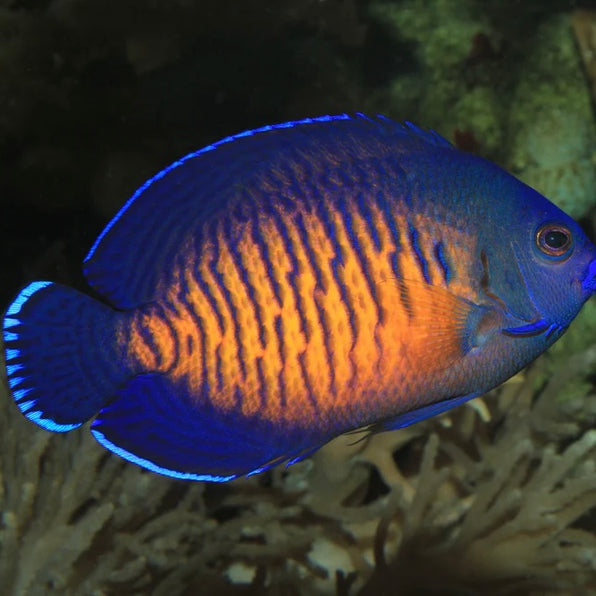 Dwarf Angelfish – Barrier Reef Aquariums