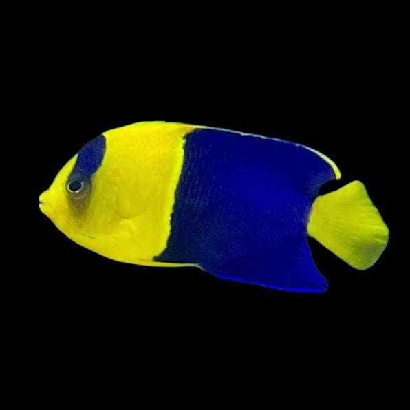 Dwarf Angelfish – Barrier Reef Aquariums