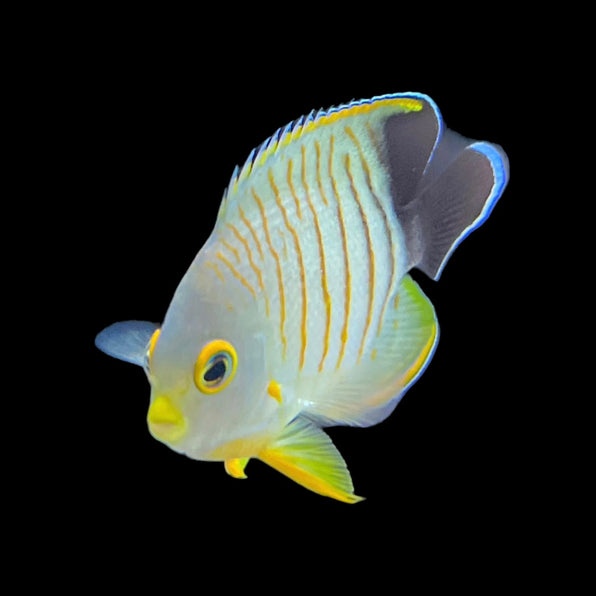 Dwarf Angelfish – Barrier Reef Aquariums