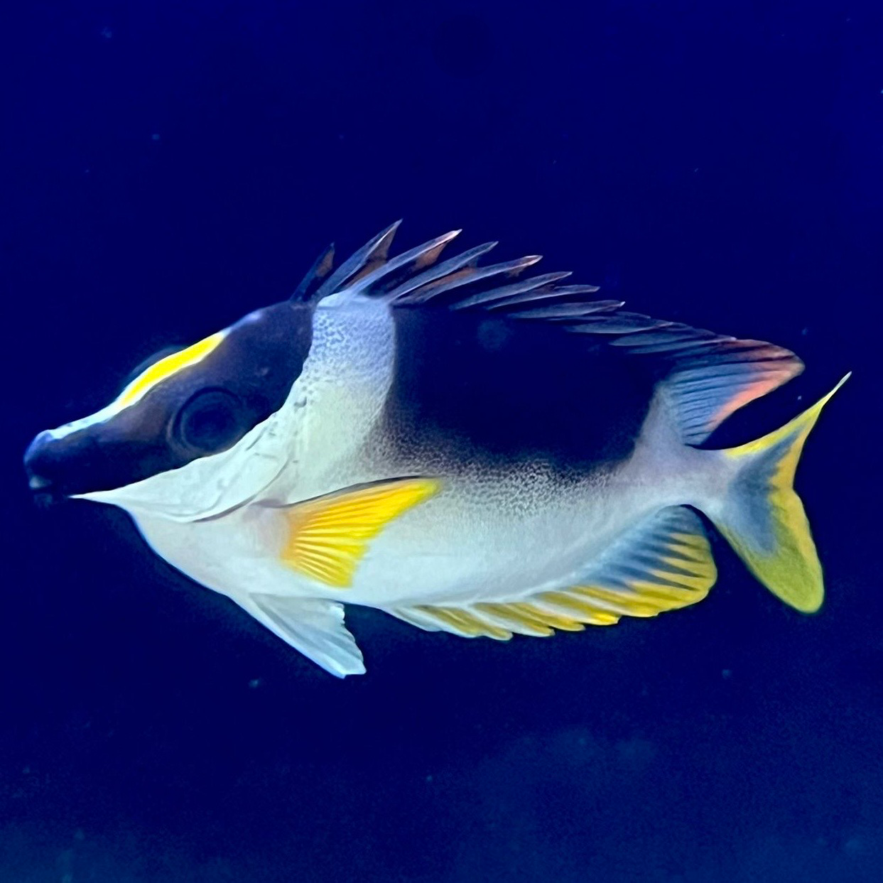 Common Rabbit Fish Magnificent Rabbitfish – Barrier Reef Aquariums