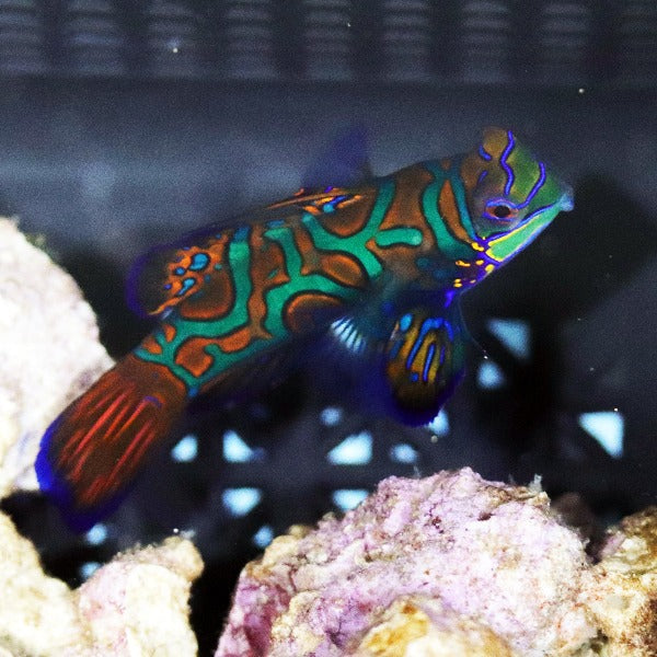 Blue Roo Mandarin Captive Bred Blue Mandarin (1/2” - 3/4”) – Barrier Reef Aquariums
