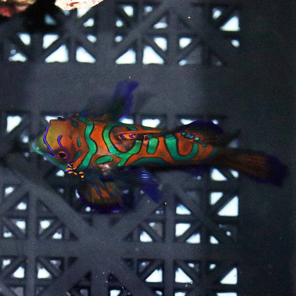 Blue Roo Mandarin Captive Bred Blue Mandarin (1/2” - 3/4”) – Barrier Reef Aquariums
