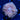 WYSIWYG - Green Rhodactis