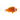Captive Bred Tomato Clownfish