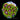 ECC Starfighter Zoanthid