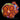 ECC Orange Oxide Zoanthid
