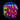 ECC Solar Flare Leptoseris