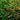 ORA Metallic Green Galaxea